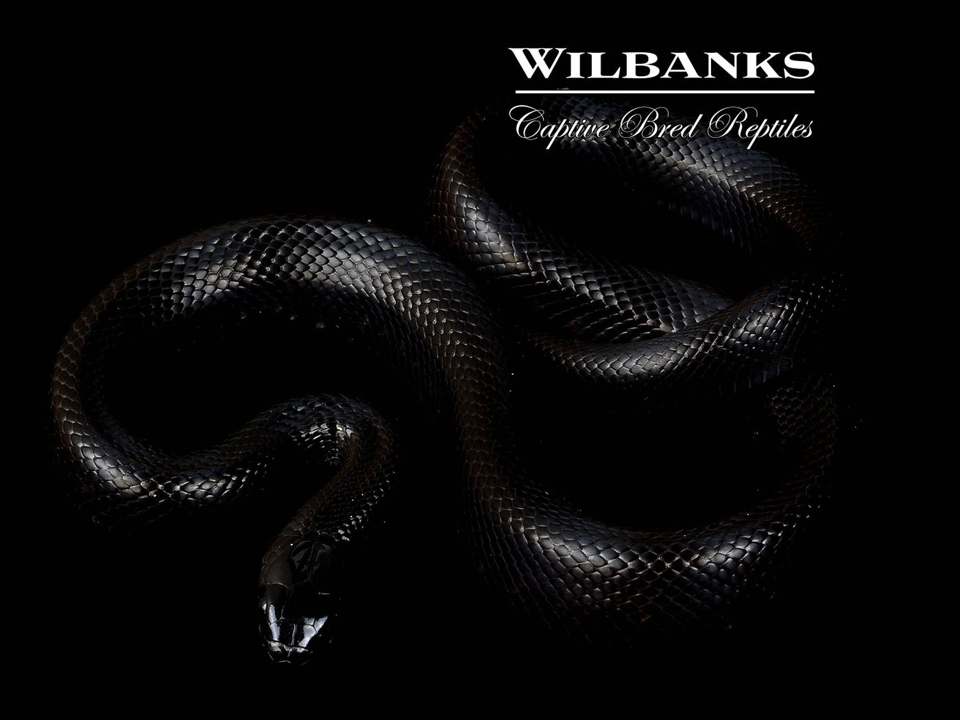 Mexican Black Kingsnake ♀ '25