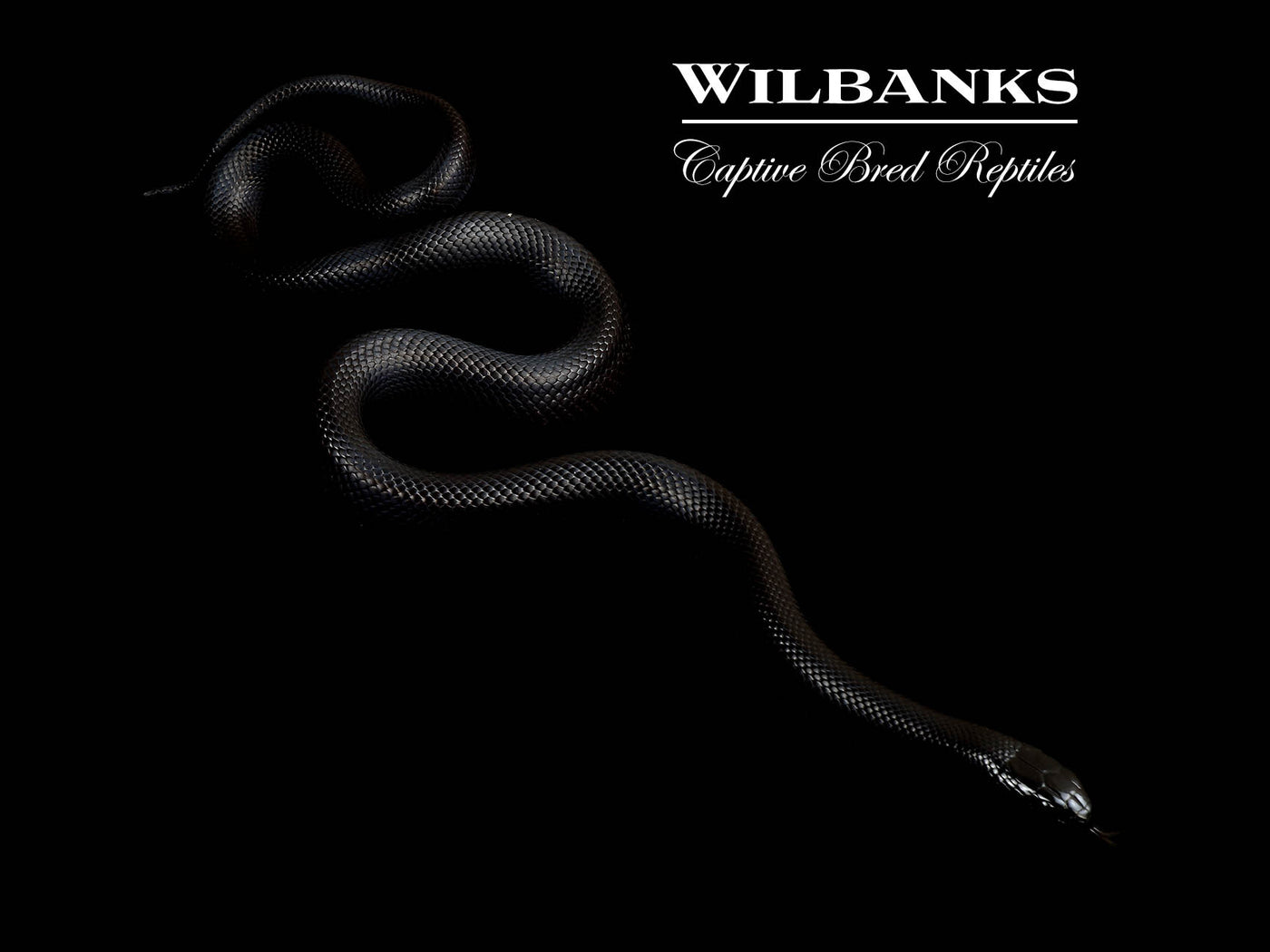 Mexican Black Kingsnake ♀ '25