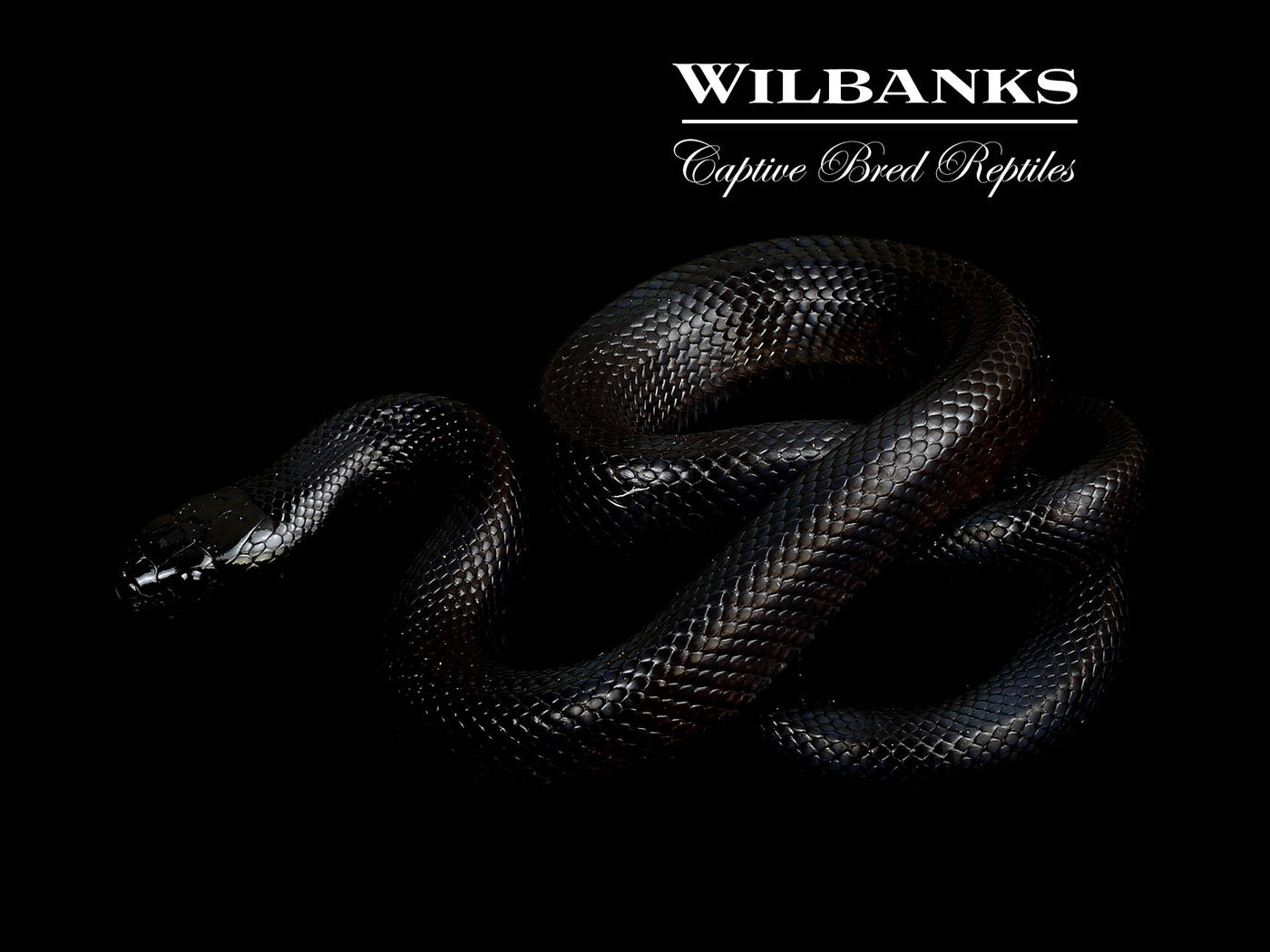 Mexican Black Kingsnake ♀ '25