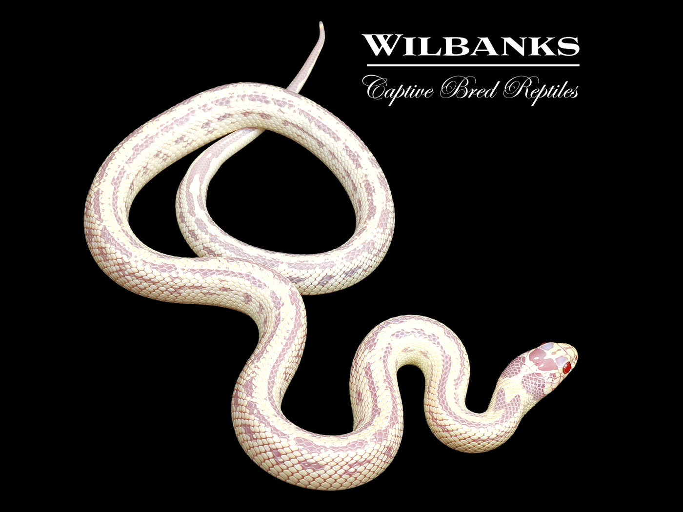 Albino Aberant California Kingsnake ♀ '25