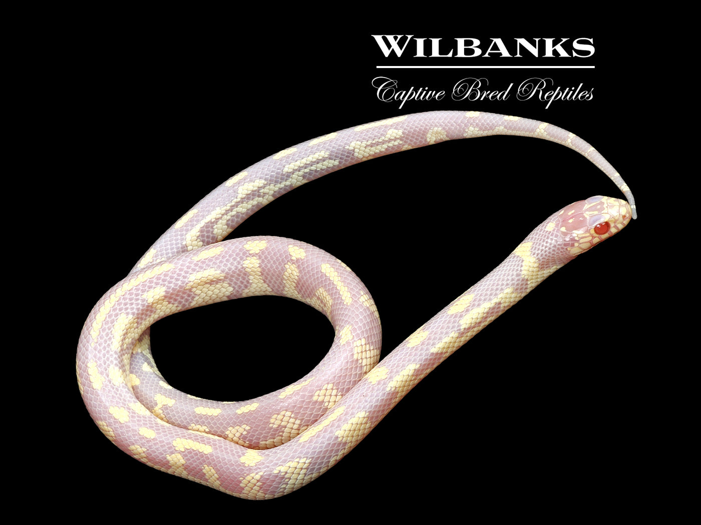 Albino Aberrant California Kingsnake ♀ '25