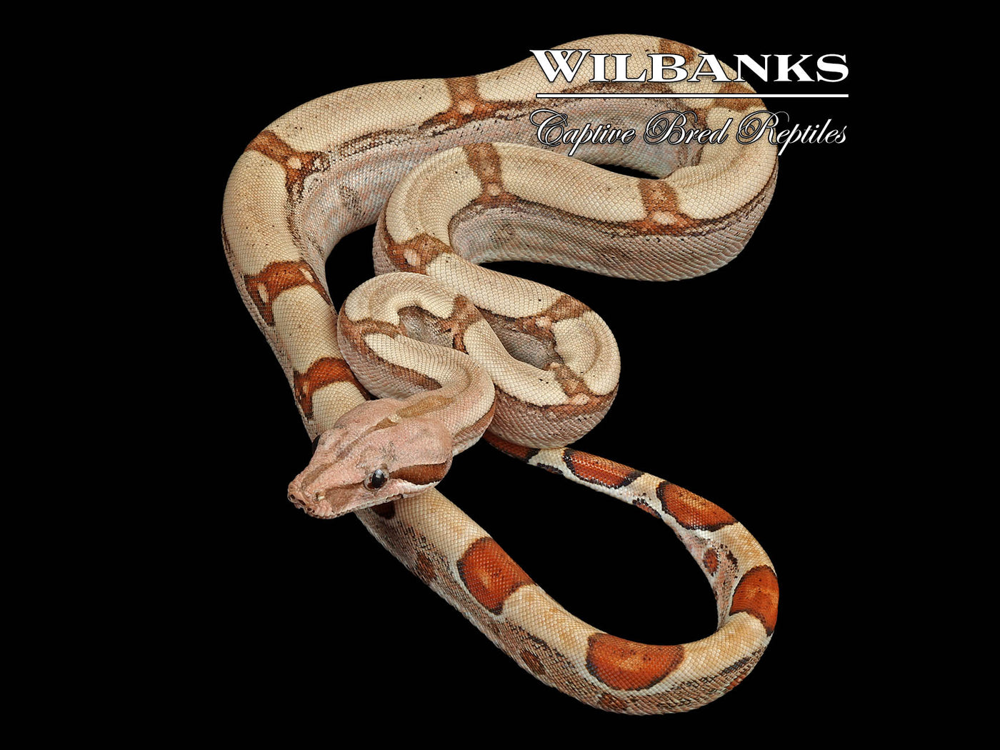 Fire 100% Het. Albino T+ VPI Boa Constrictor ♀ '25