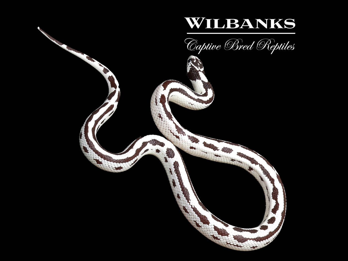 High White Aberrant California Kingsnake ♂ '25