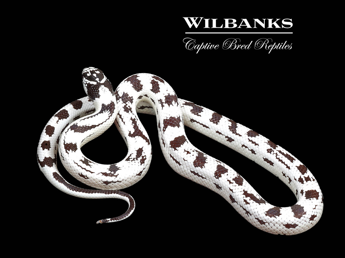 50/50 Aberrant California Kingsnake ♀ '25