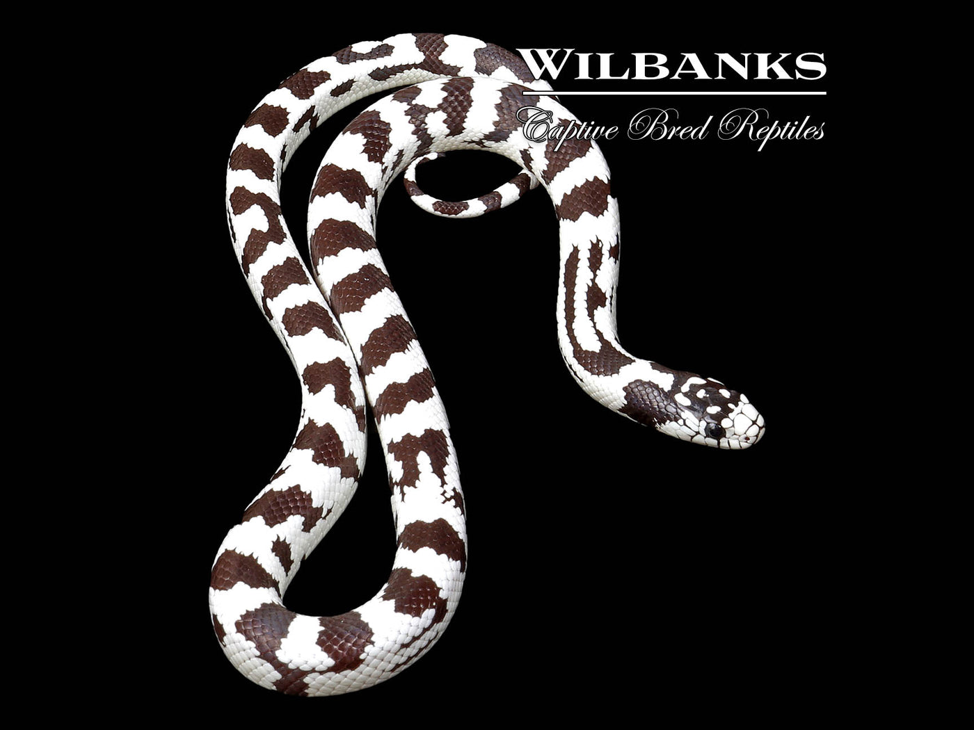 50/50 California Kingsnake ♀ '25