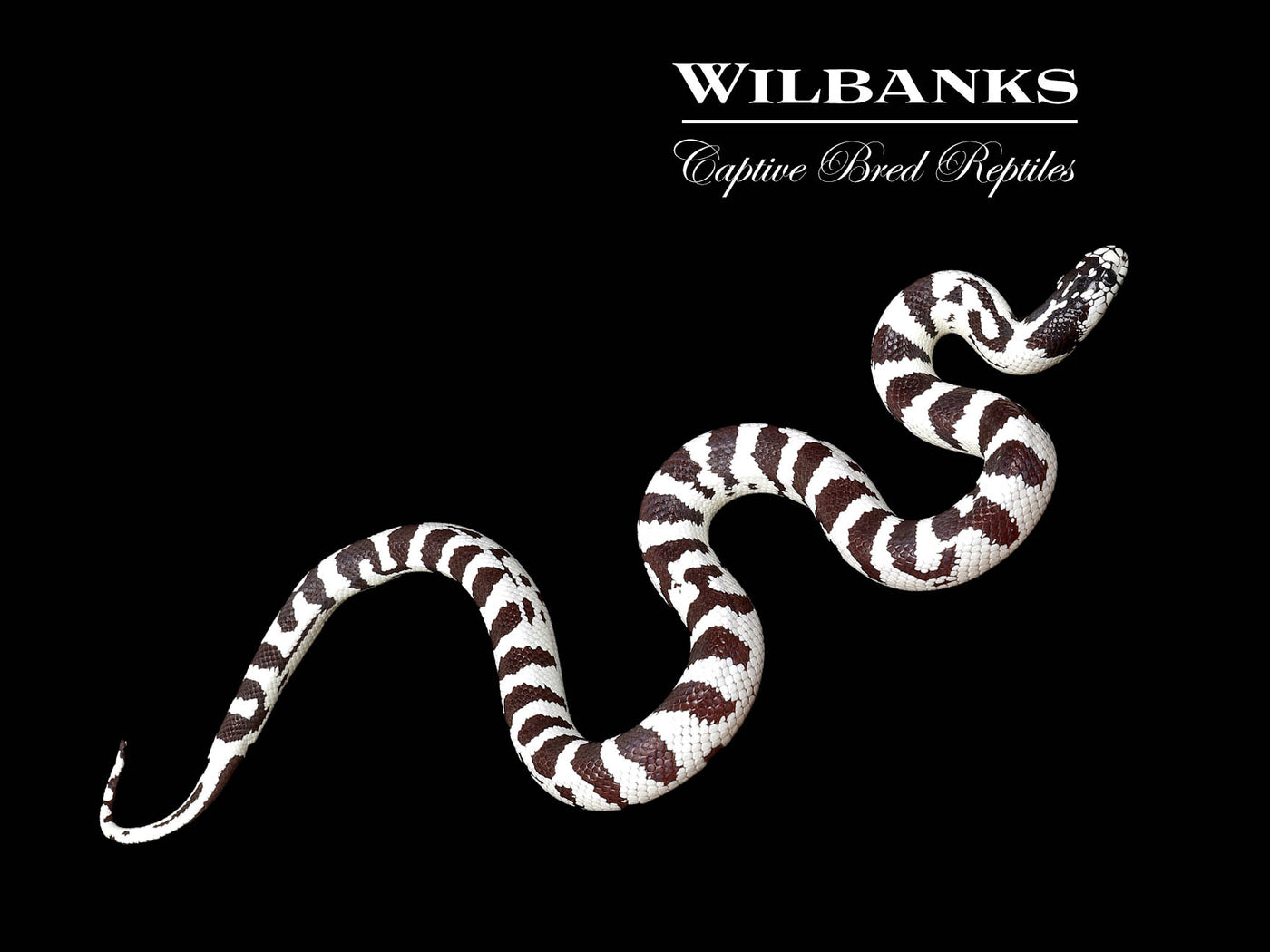 50/50 California Kingsnake ♀ '25