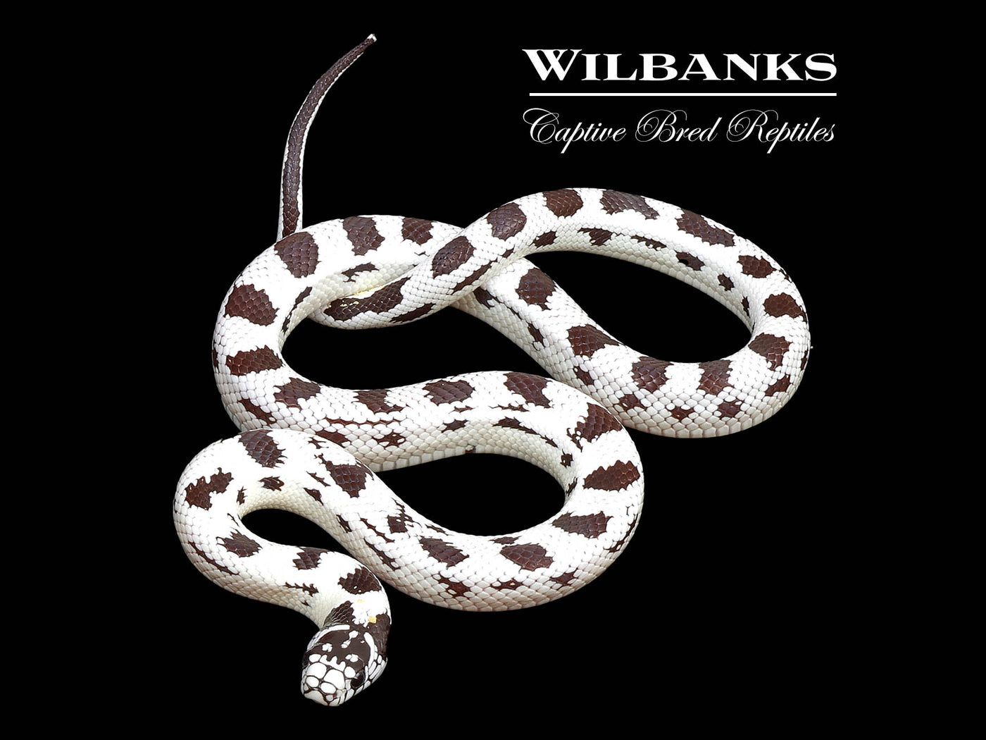 50/50 Aberrant California Kingsnake ♀ '25