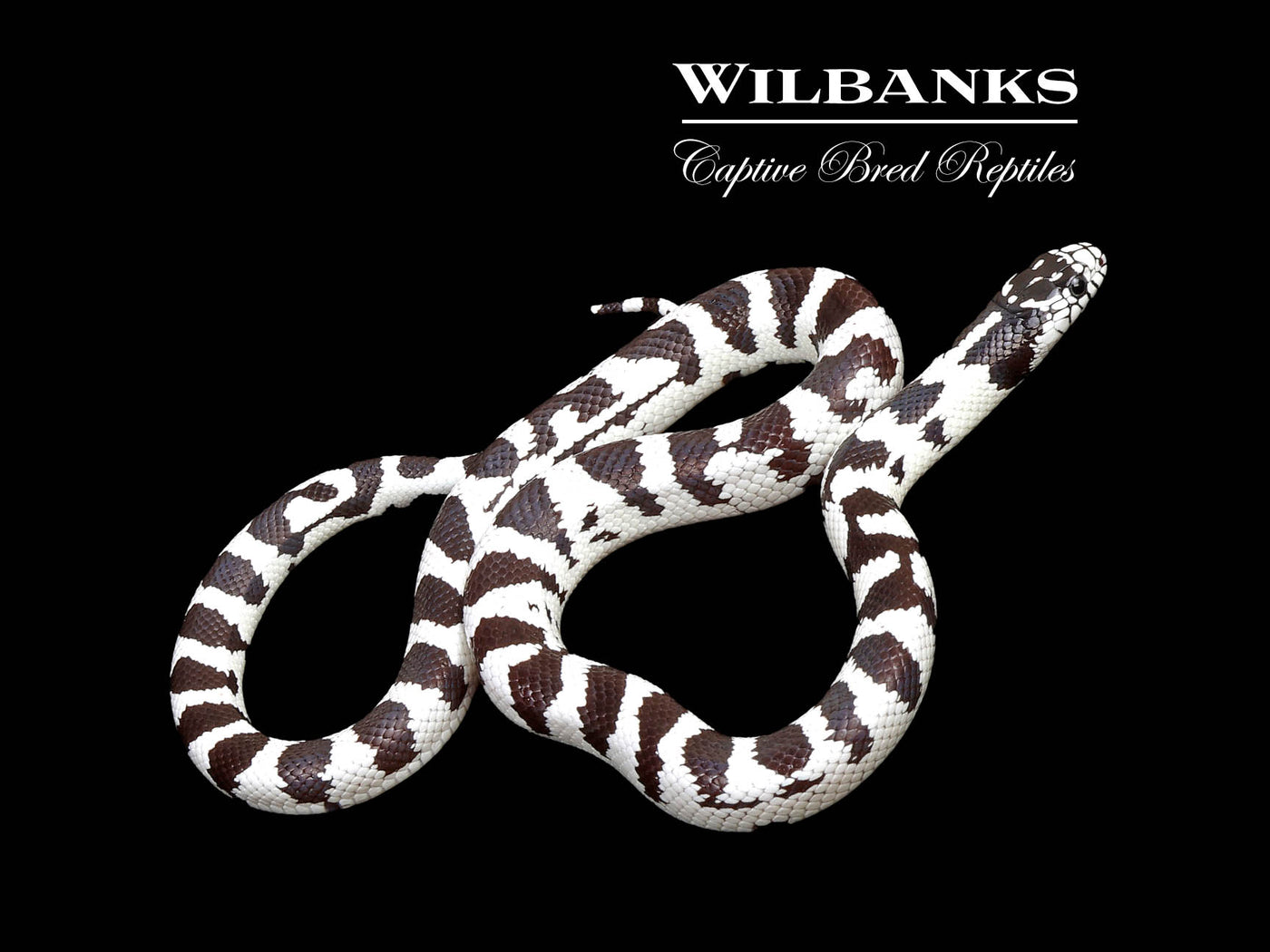 50/50 California Kingsnake ♀ '25