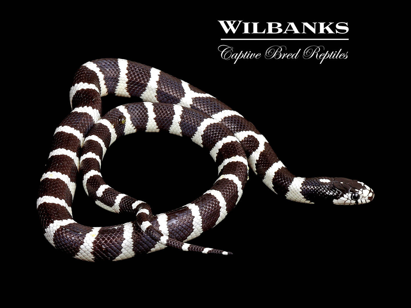California Kingsnake ♀ '25