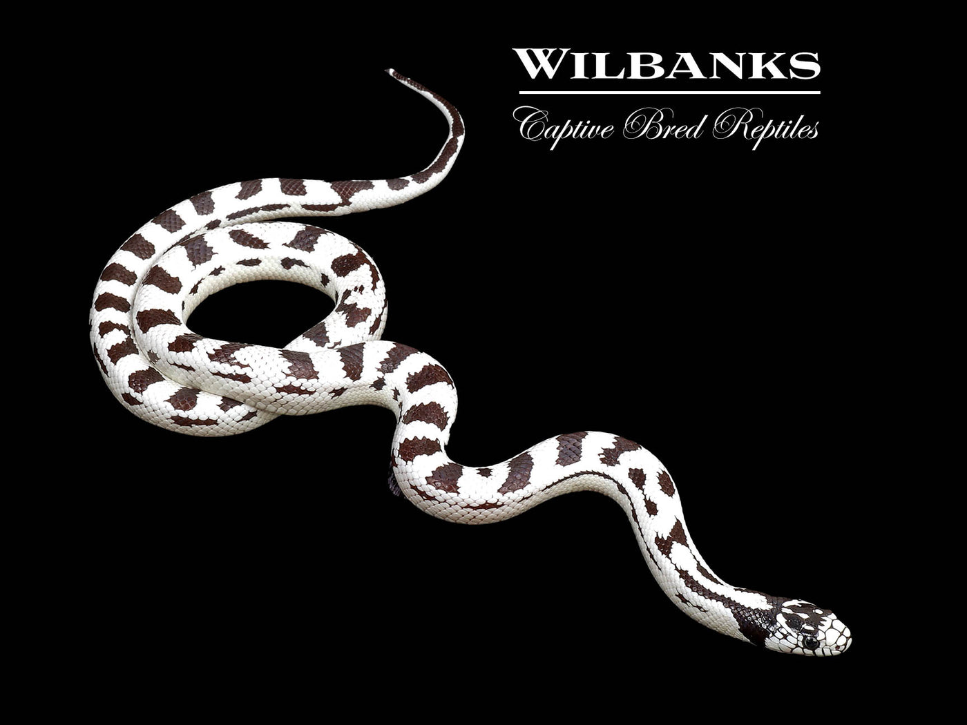 50/50 Aberrant California Kingsnake ♀ '25