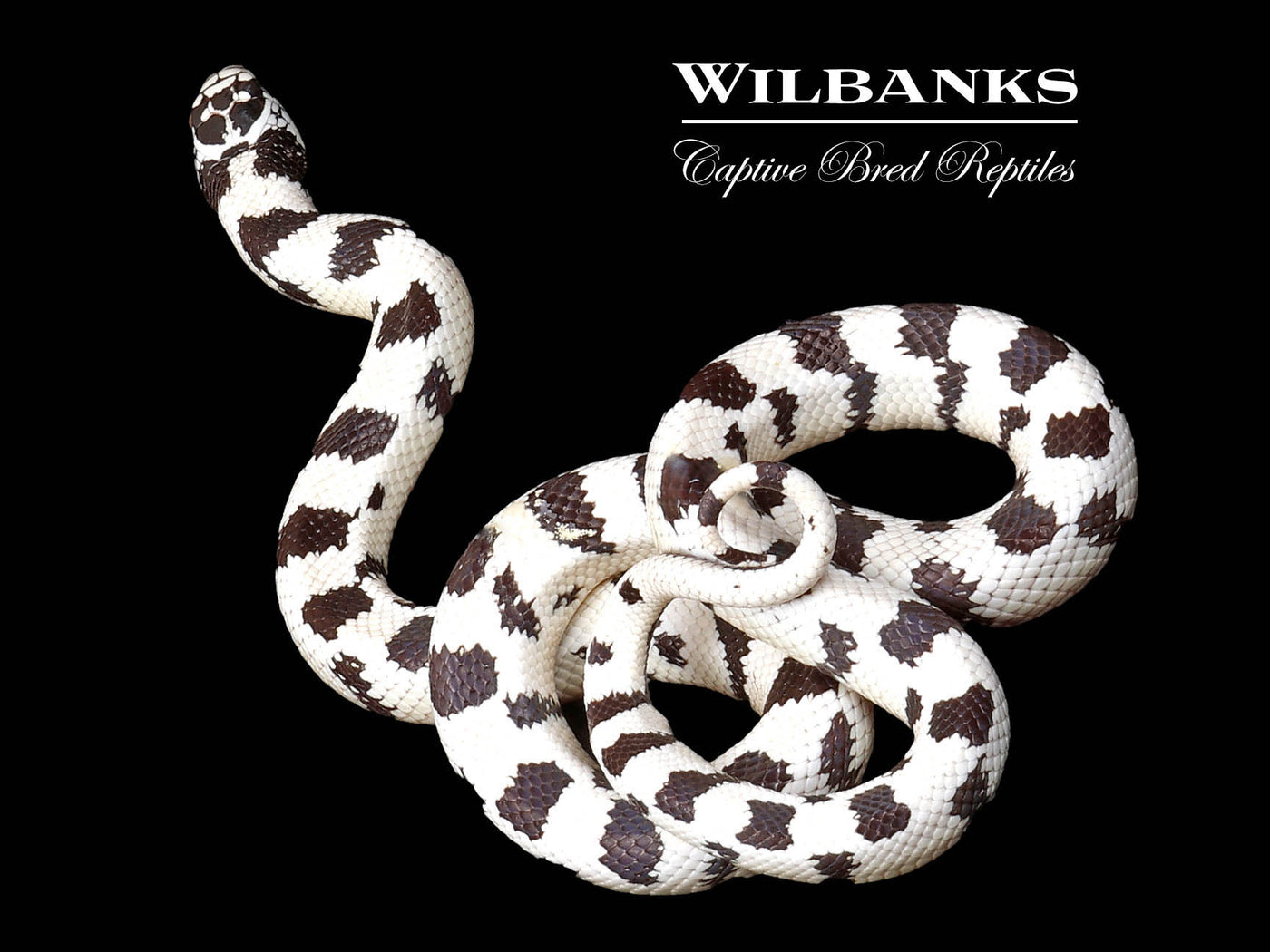 50/50 California Kingsnake ♂ '25