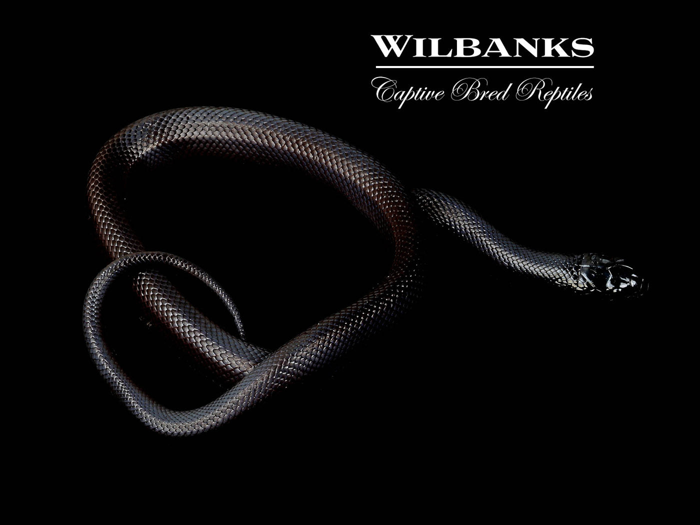 Mexican Black Kingsnake ♂ '25