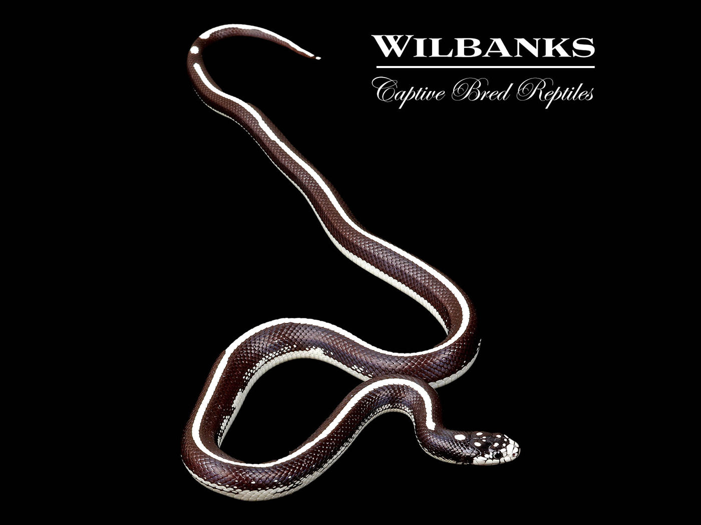 Striped California Kingsnake ♂ '25