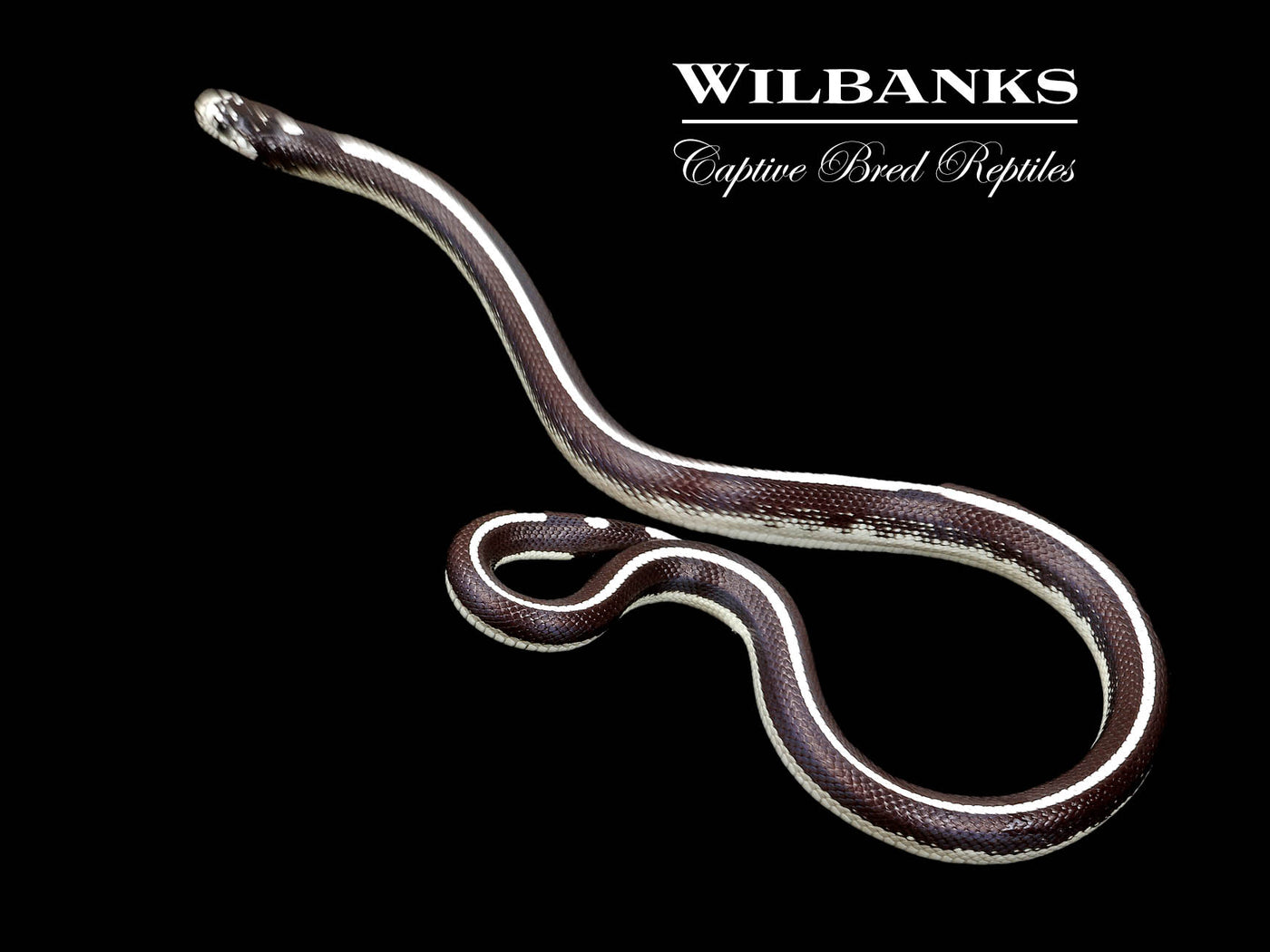 Striped California Kingsnake ♀ '25