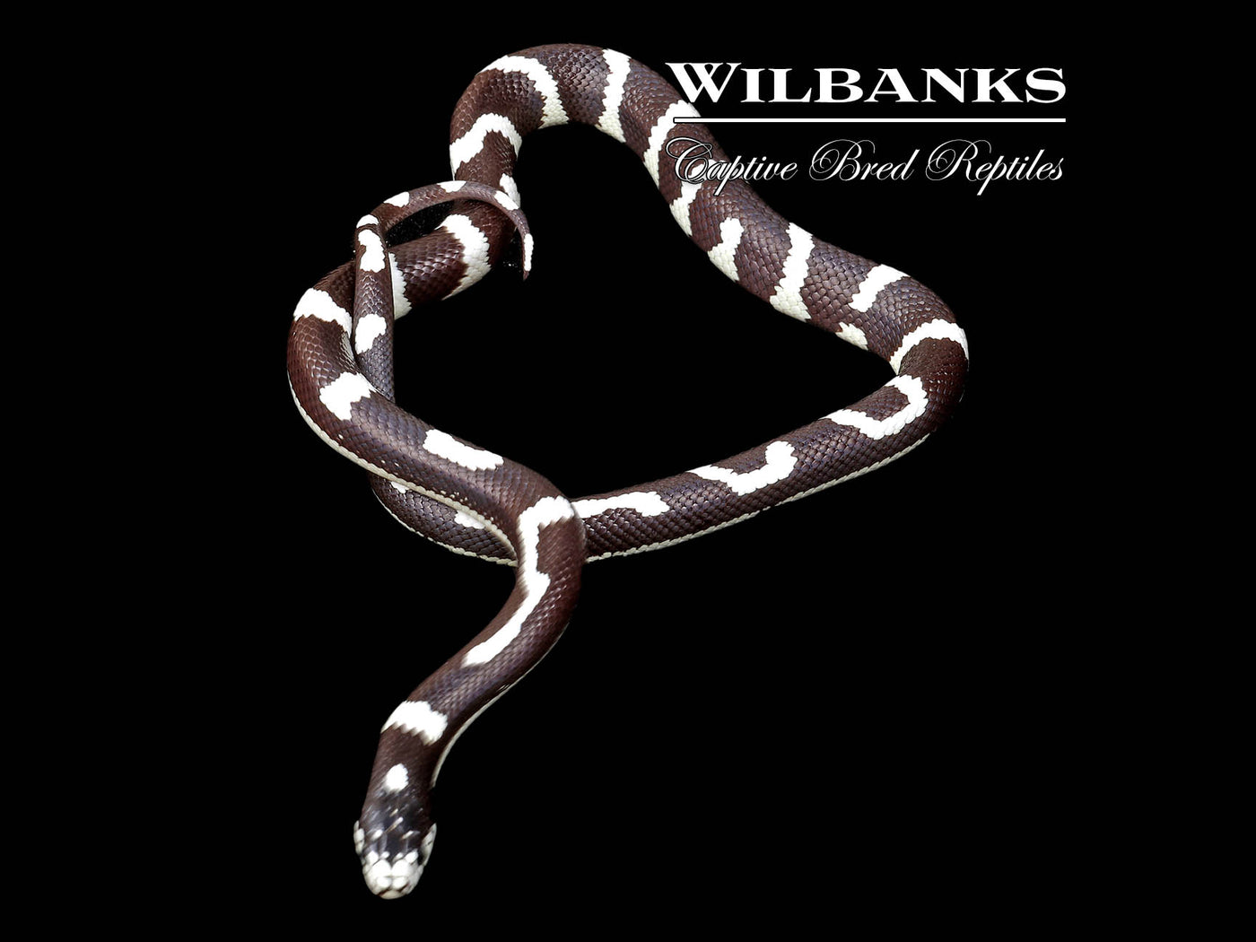 Aberrant California Kingsnake ♂ '25