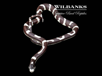 Aberrant California Kingsnake ♂ '25