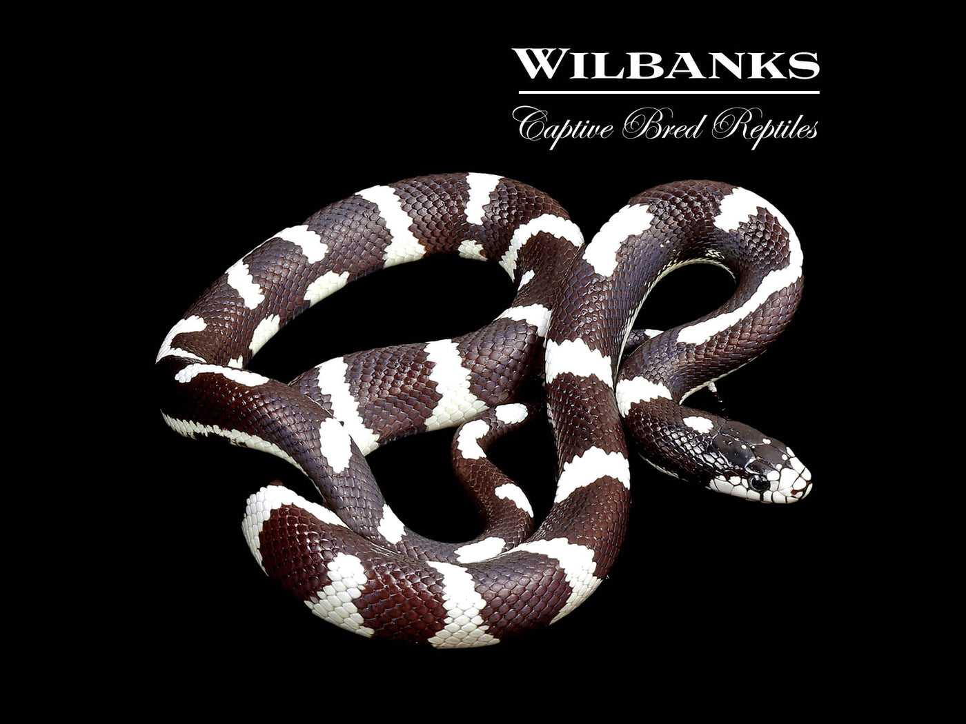 Aberrant California Kingsnake ♂ '25