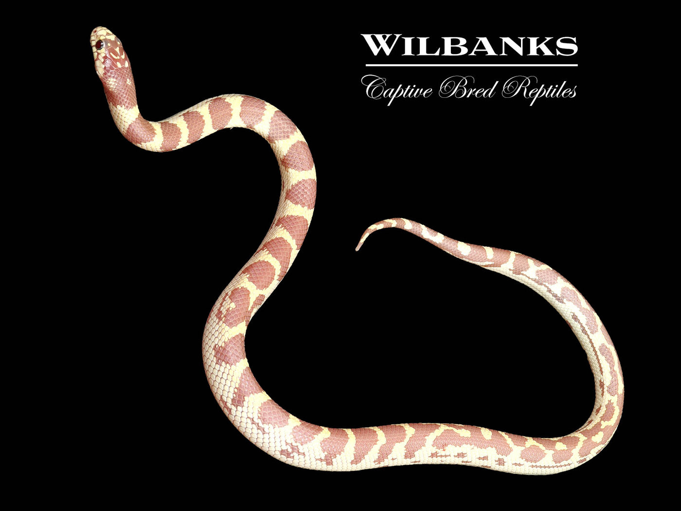 Lavender Albino California Kingsnake ♀ '25