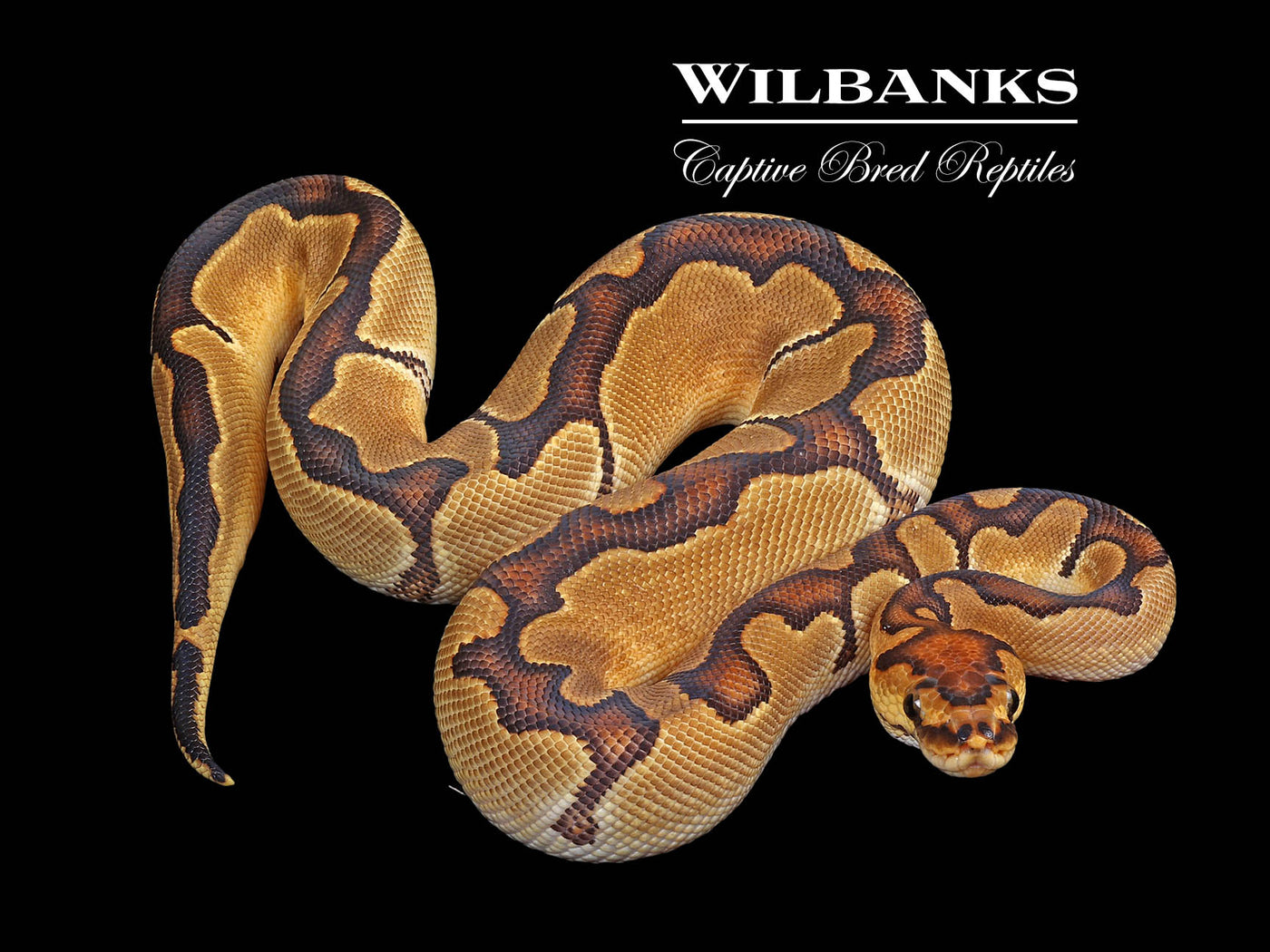 Enchi Clown Ball Python ♀ '24