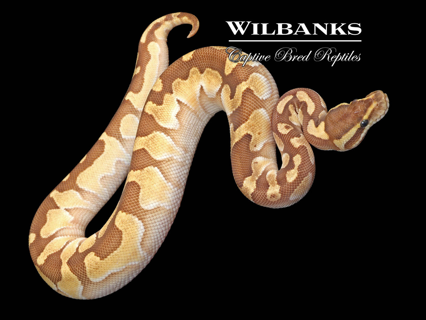 Butter Enchi 100% Het. Orange Crush Ball Python ♂ '24