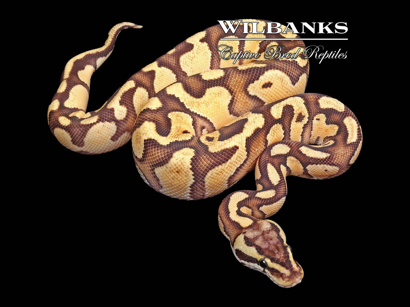 FireFly Enchi Ball Python ♂ '24
