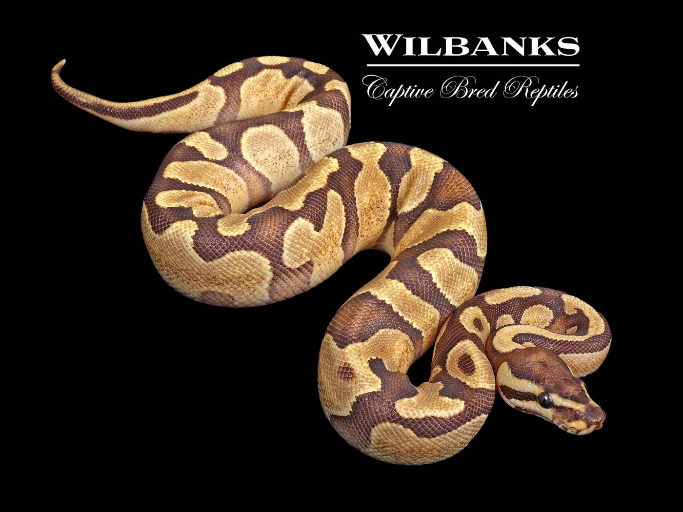 Fire Enchi 100% Het. Hypo Ball Python ♀ '24