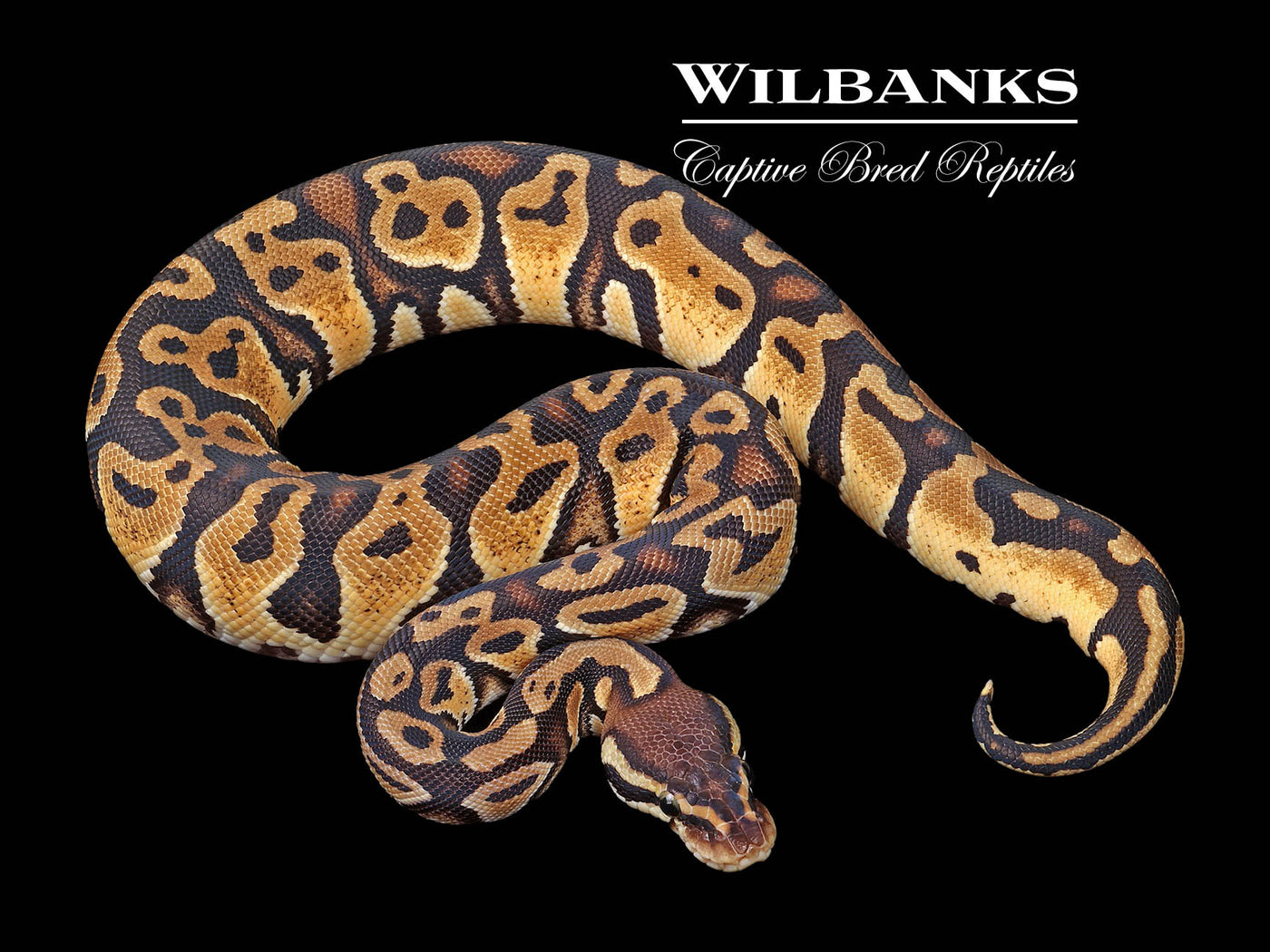 Pastel 100% Het. Black Axanthic Ball Python ♀ '24