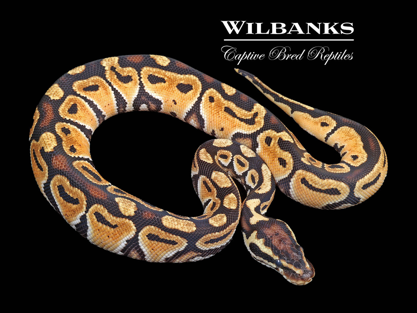 Pastel Russo Ball Python ♀ '24