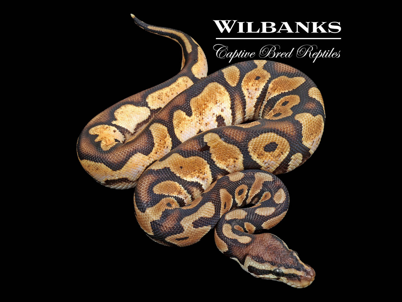 Pastel Sugar Ball Python ♂ '24