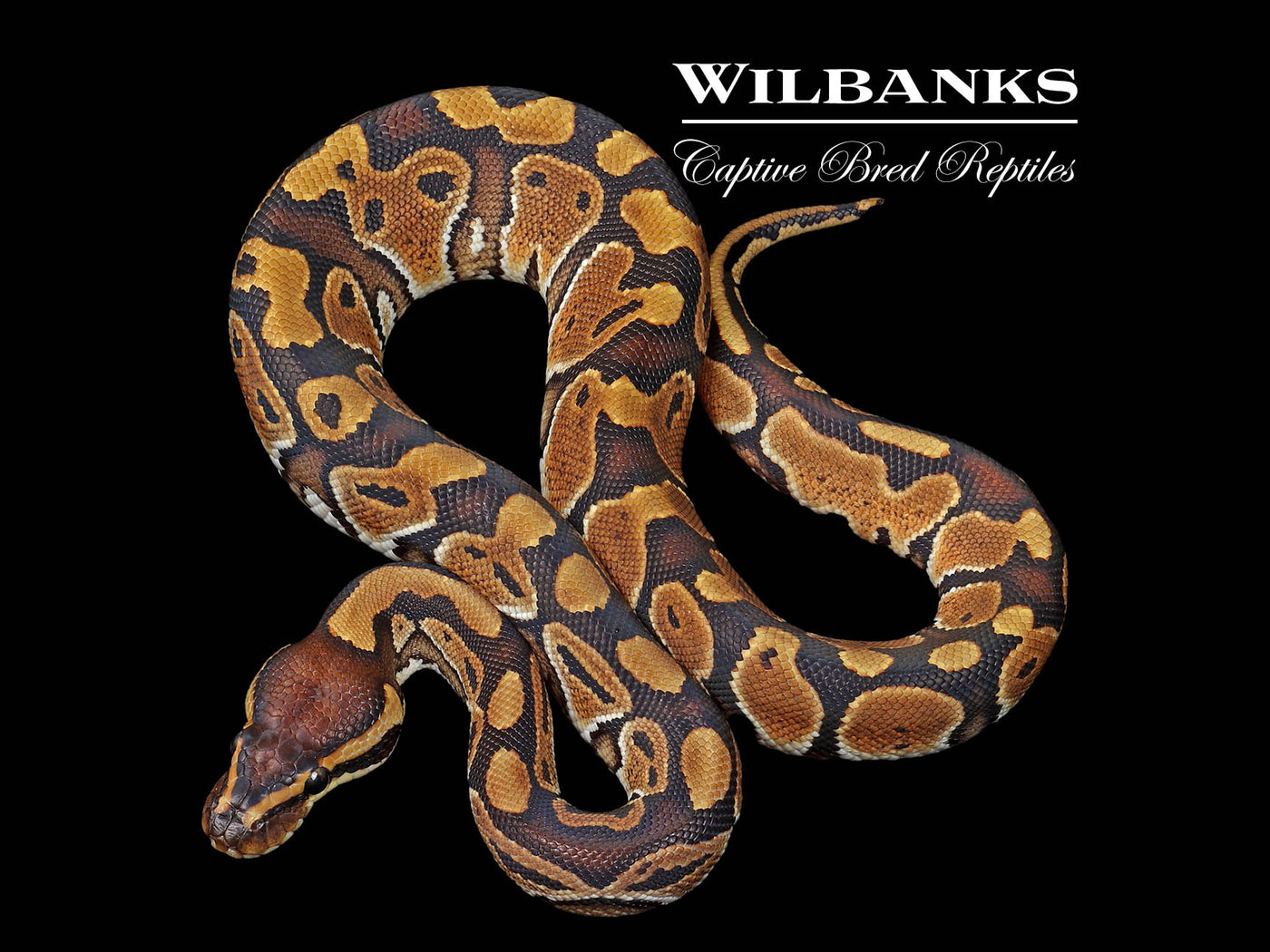 Special Ball Python ♂ '24