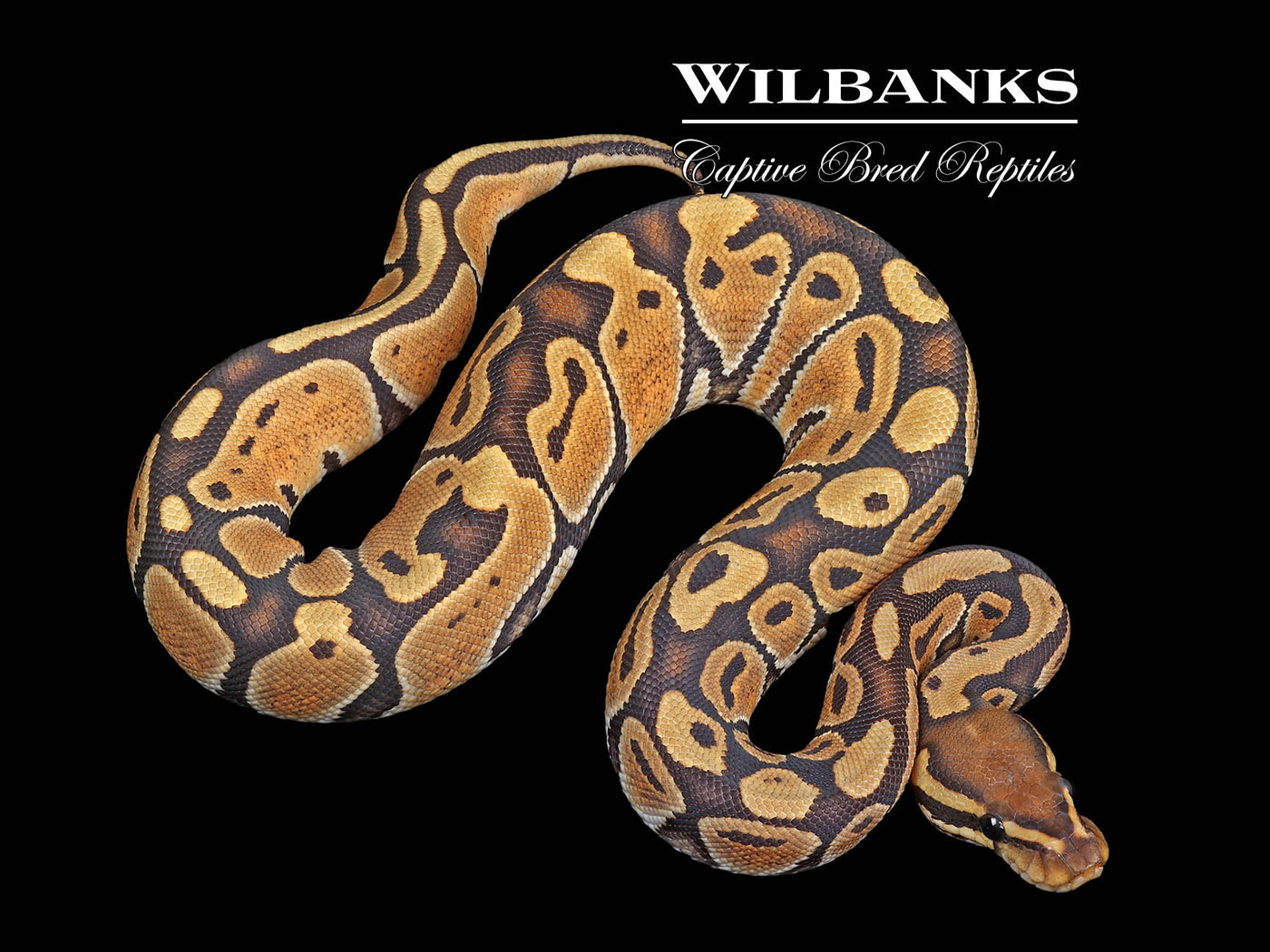 Orange Crush Ball Python ♀ '24