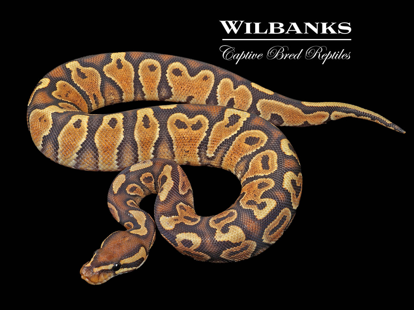 Orange Crush Yellow Belly Ball Python ♀ '24