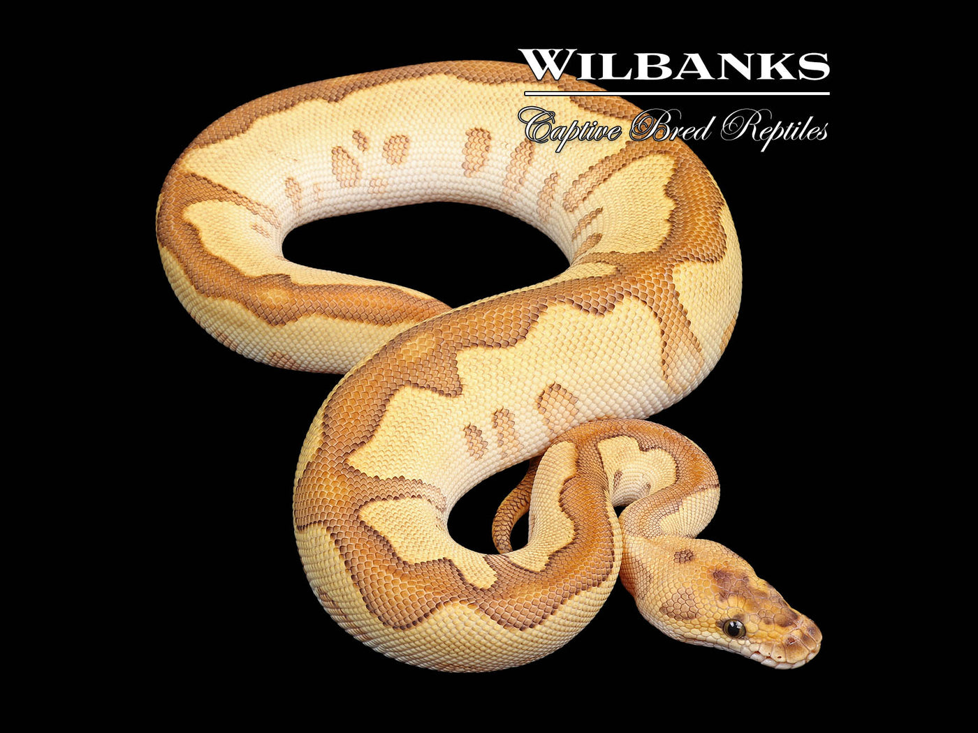 Butter Enchi Clown Ball Python ♀ '25