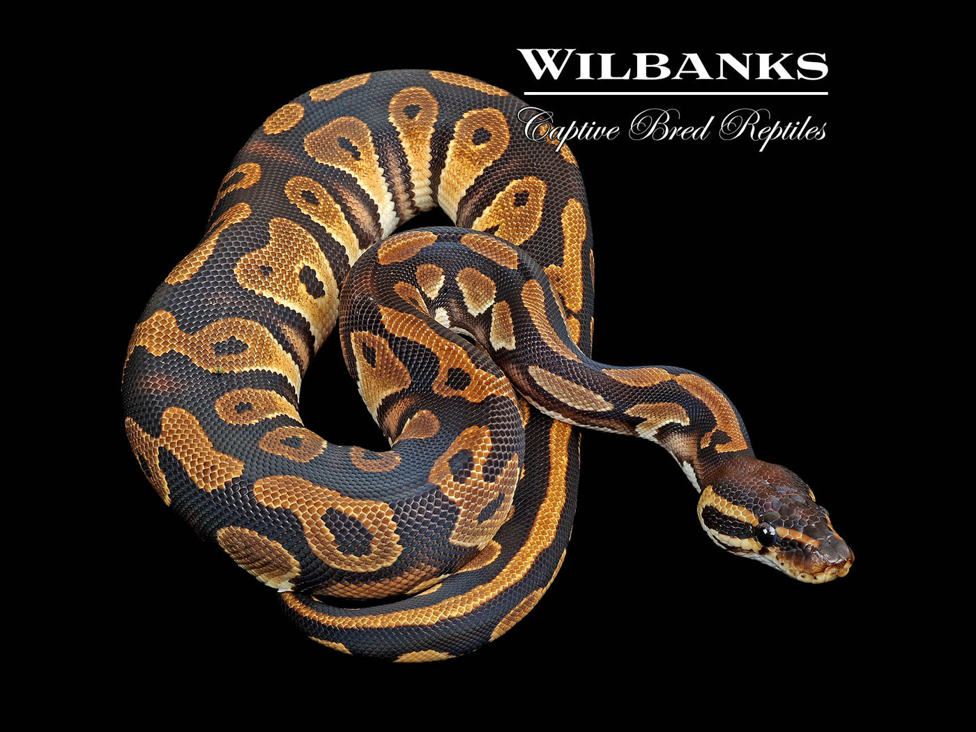 Blackhead Orange Dream 100% Het. Pied Ball Python ♂ '25