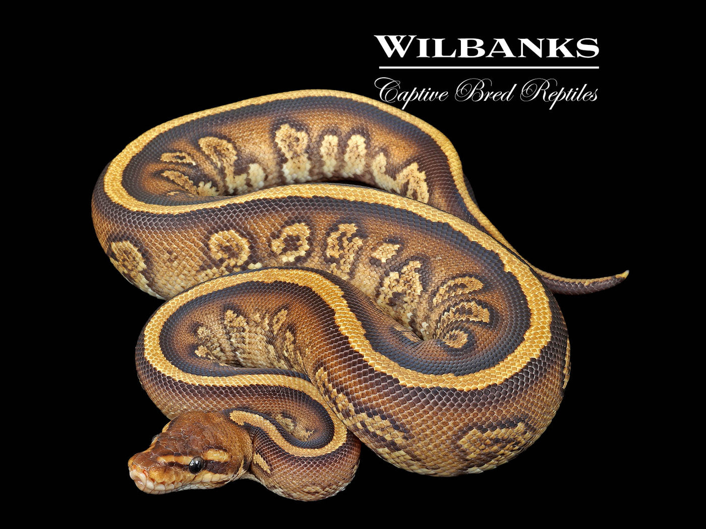 Stranger Yellow Belly Ball Python ♂ '25