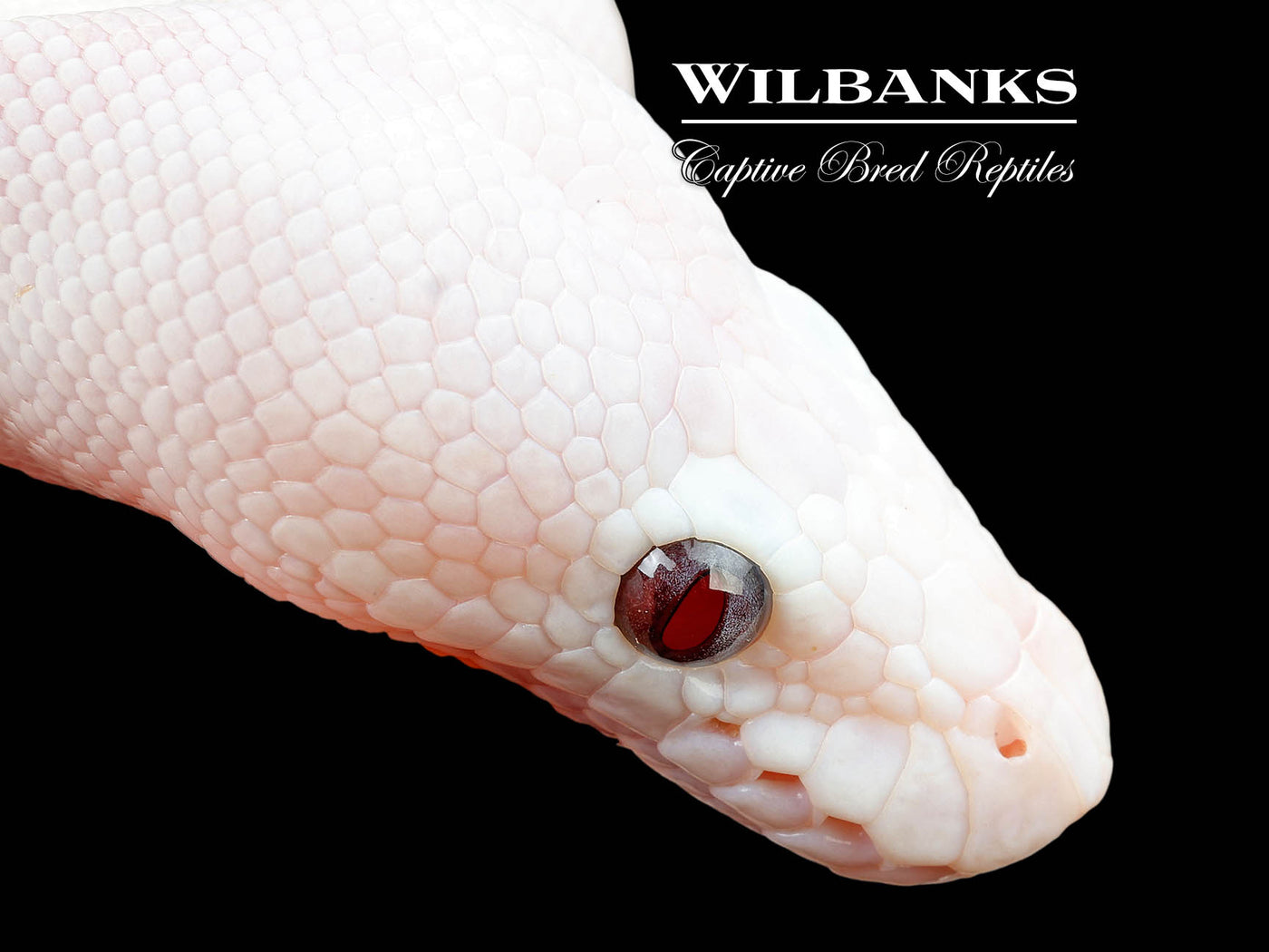 Banana Blue Eyed Leucistic (Mojave Butter) Ball Python ♂ '25