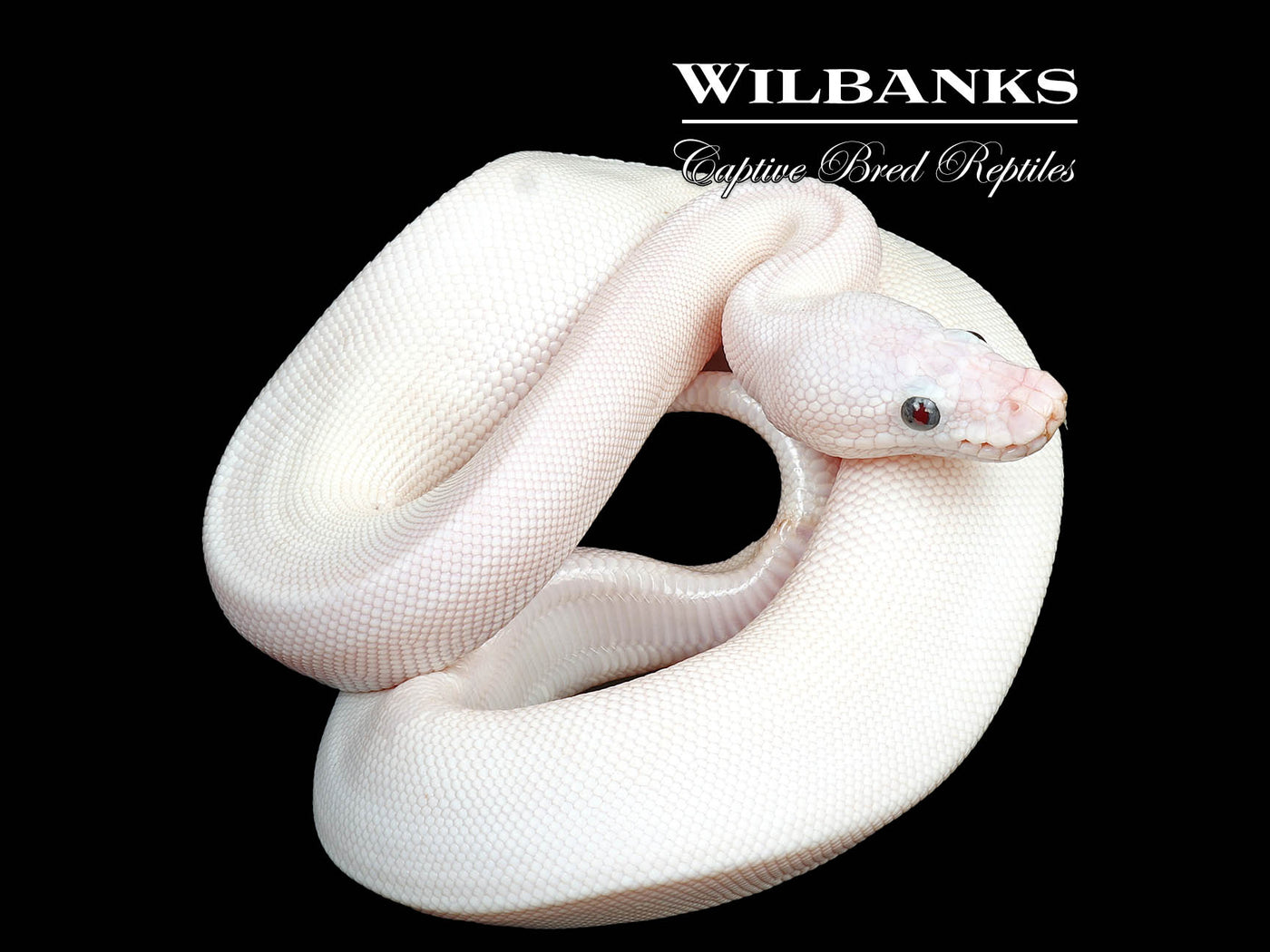 Blue Eyed Leucistic (Mojave Butter) Ball Python ♀ '25