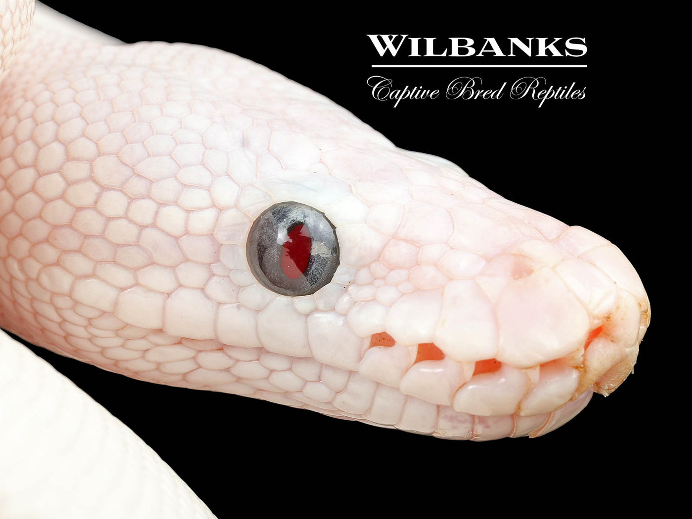 Blue Eyed Leucistic (Mojave Butter) Ball Python ♀ '25