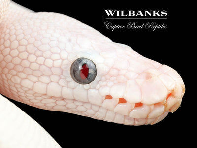 Blue Eyed Leucistic (Mojave Butter) Ball Python ♀ '25