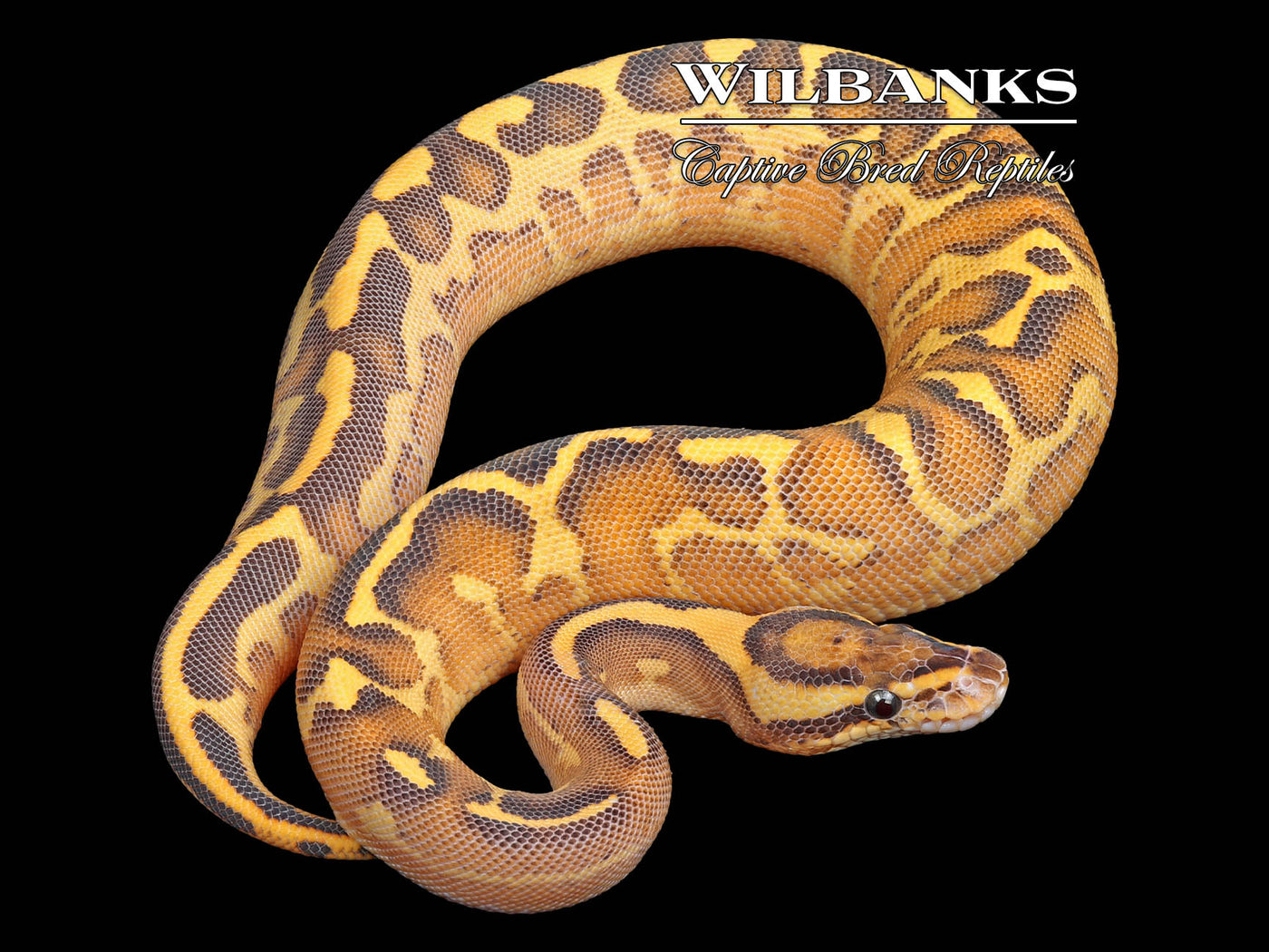 Leopard Highway Ball Python ♀ '25