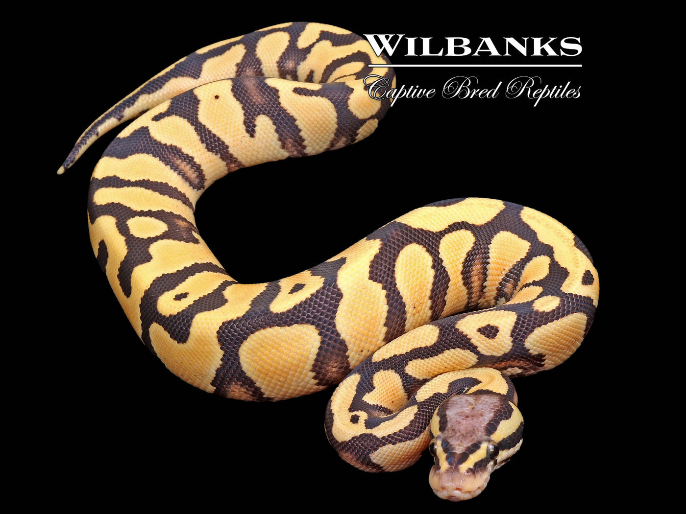 Pastel Desert Ghost Yellow Belly Ball Python ♂ '25