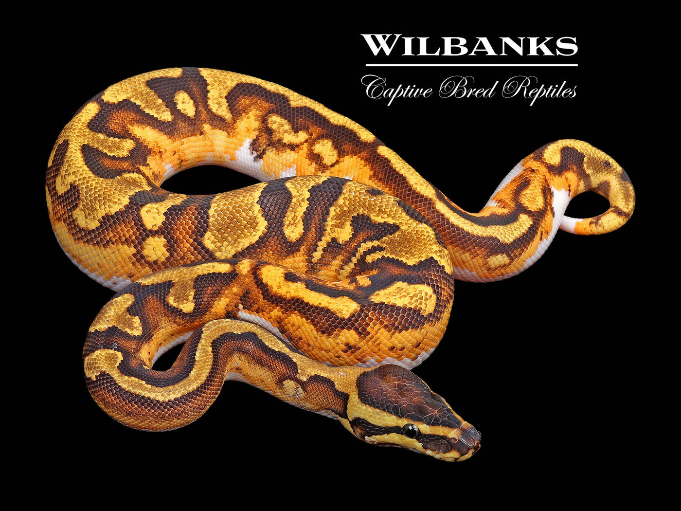 Asphalt Enchi Pied Ball Python ♀ '25