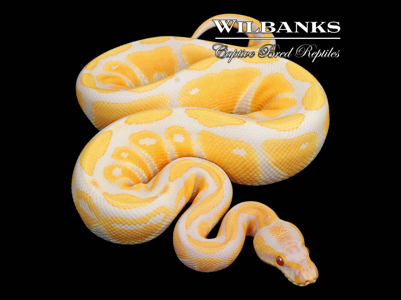 Lavender 100% Het. Clown Ball Python ♂ '25