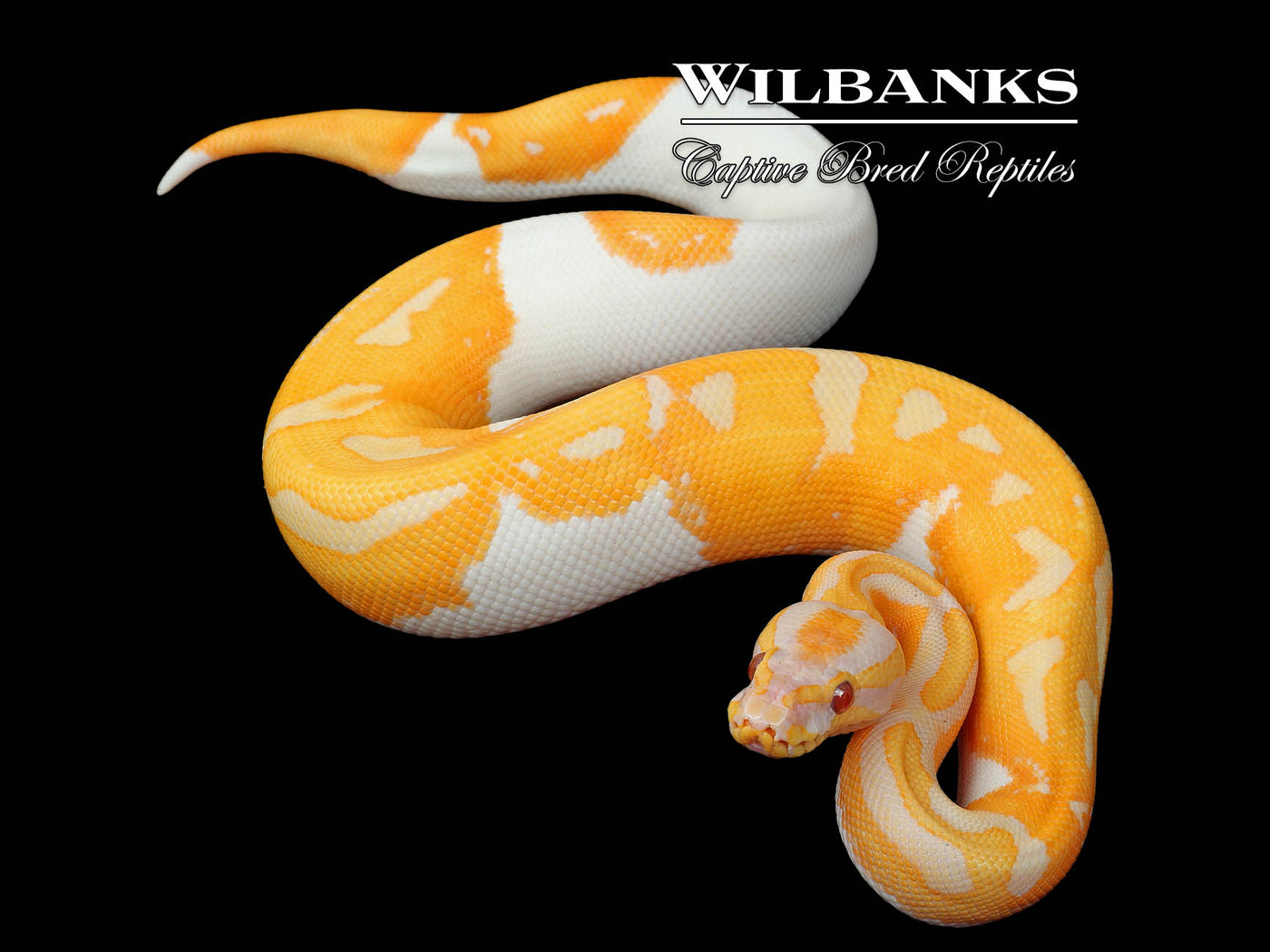 Dreamsicle Lavender Pied Ball Python ♂ '25