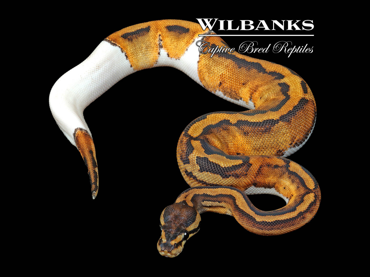 Pied Ball Python ♀ '25