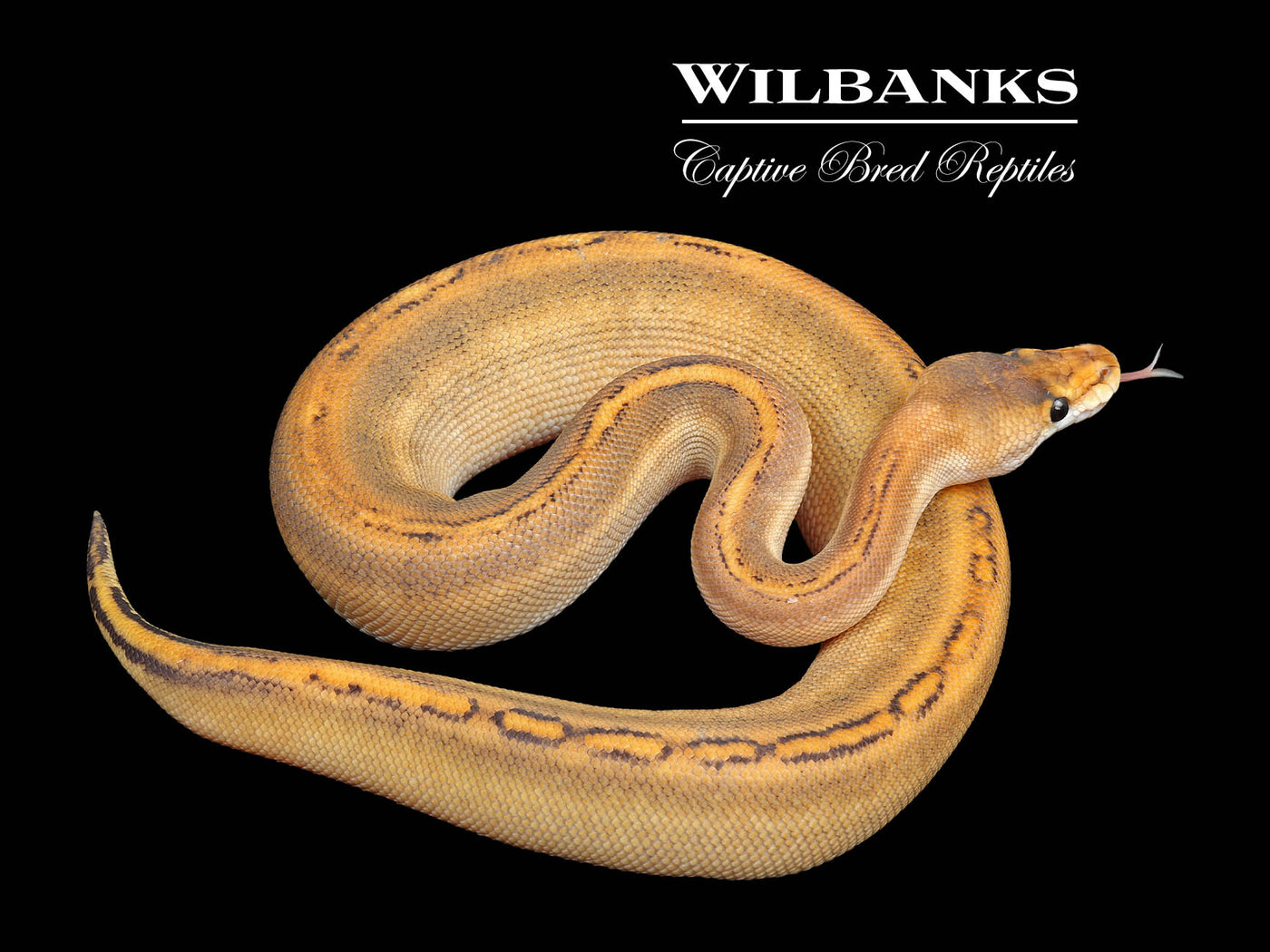 Blackhead Mimosa Ball Python ♀ '25