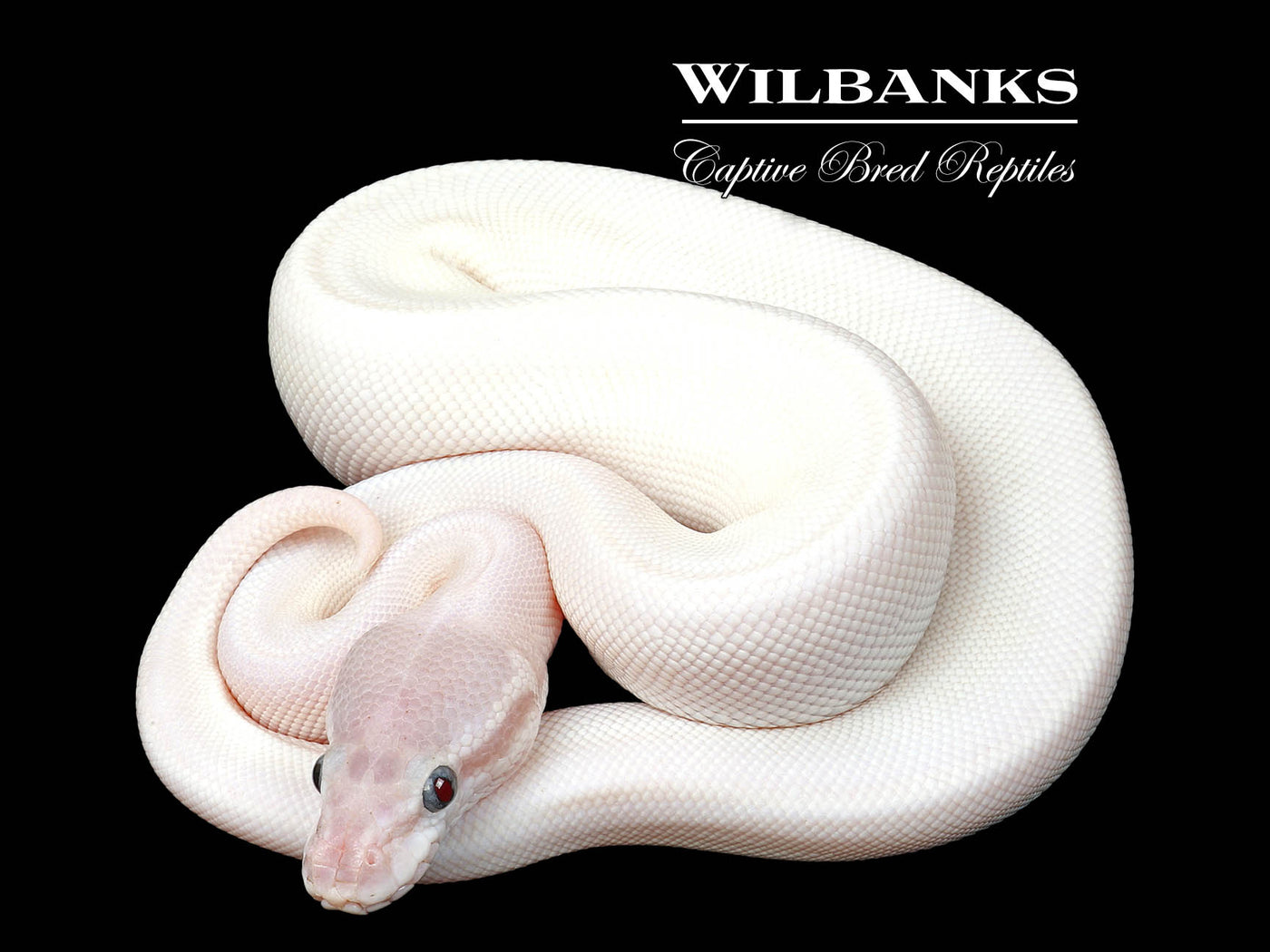 Blue Eyed Leucistic (Super Mojave) Ball Python ♀ '25