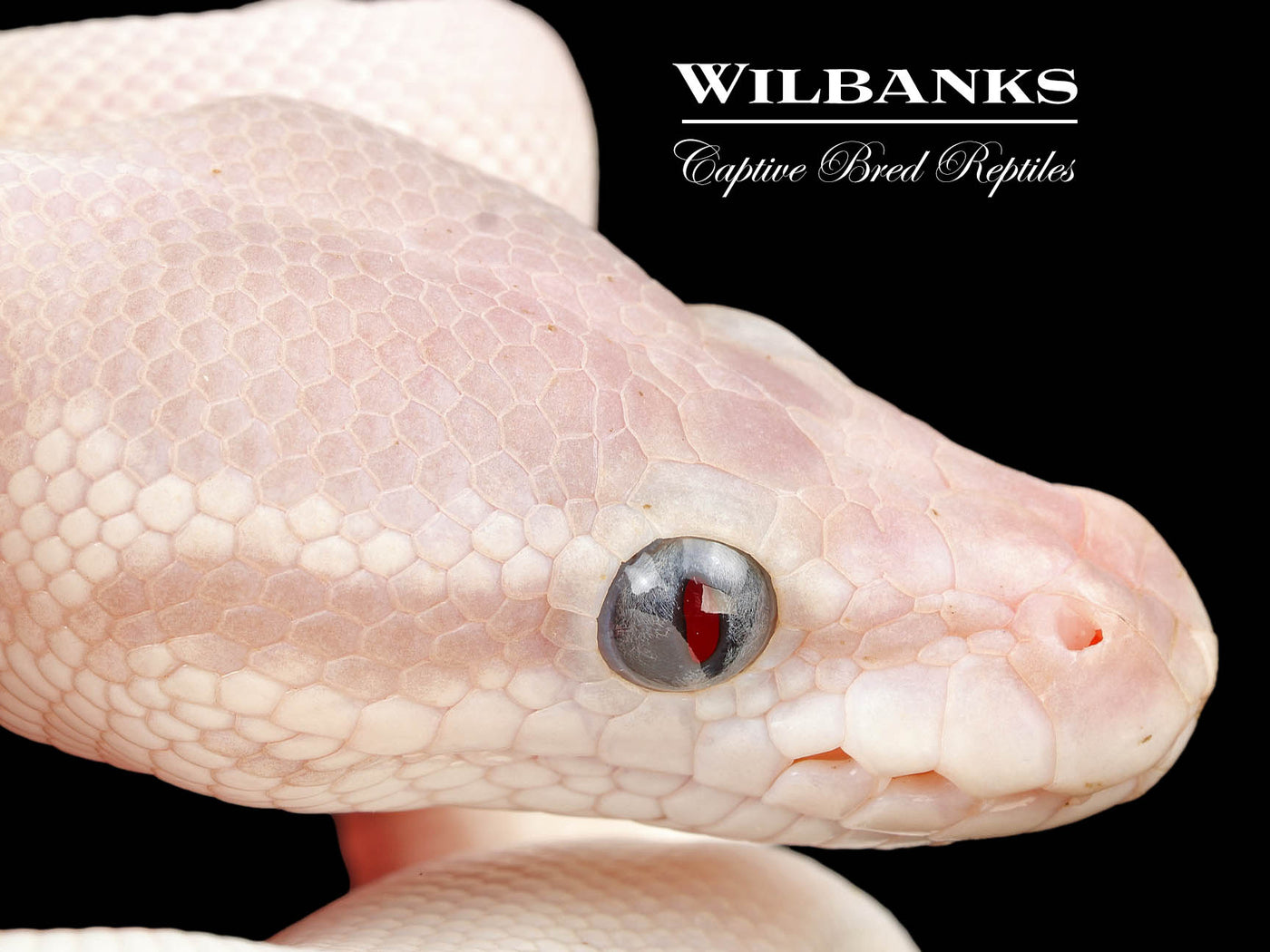 Blue Eyed Leucistic (Super Mojave) Ball Python ♀ '25