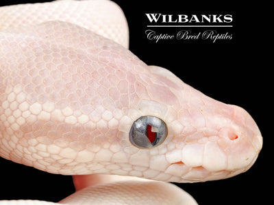 Blue Eyed Leucistic (Super Mojave) Ball Python ♀ '25