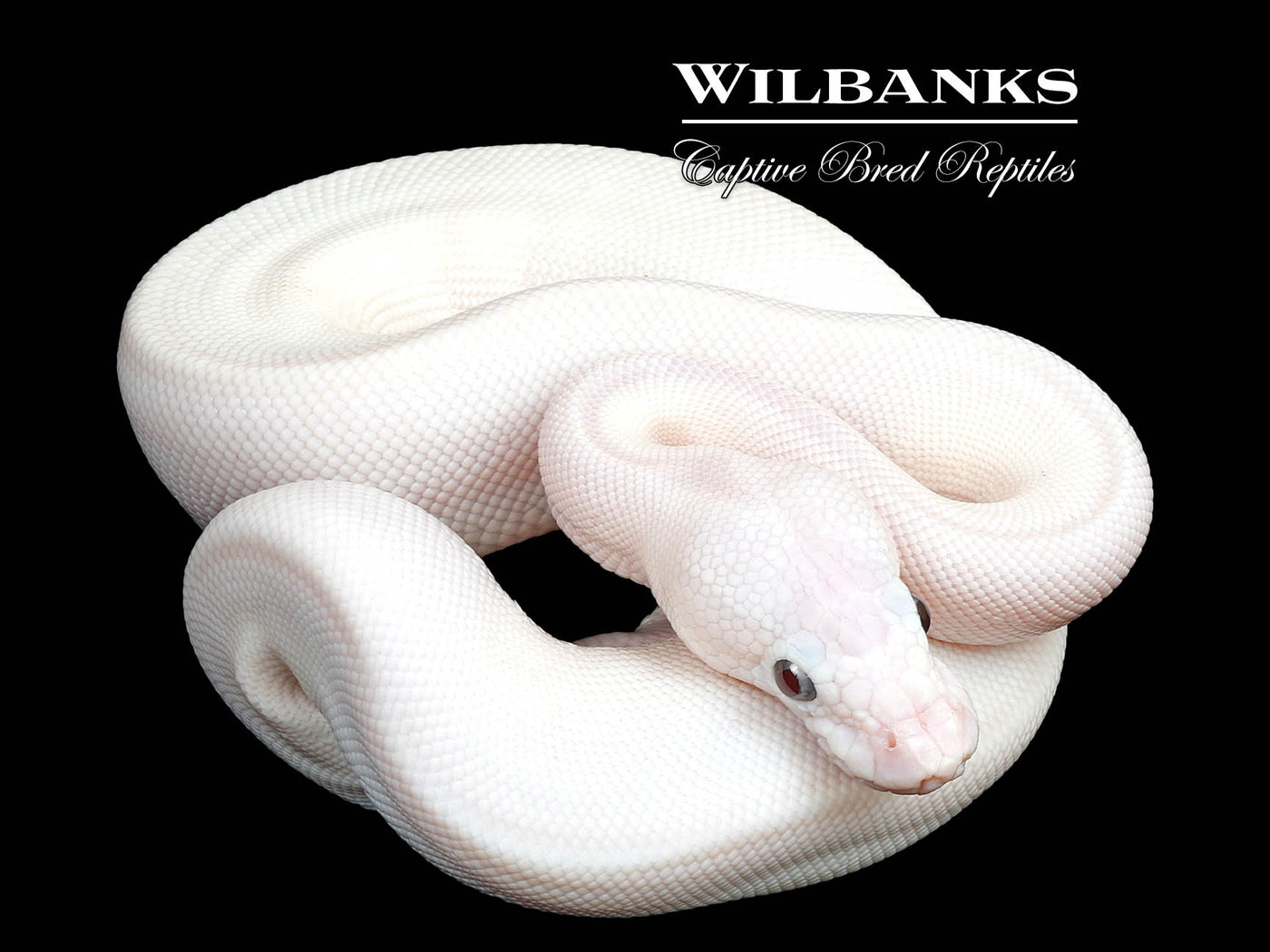 Banana Blue Eyed Leucistic (Mojave Butter) Ball Python ♂ '25